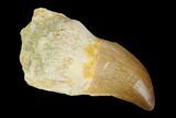 Fossil Rooted Mosasaur (Prognathodon) Tooth - Morocco #116887-1